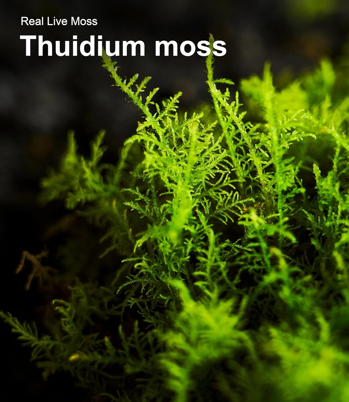 Luckyrunes live moss sealed packaging bag details