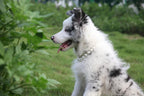 Kepudengen luxury decorative collar for dog photography.