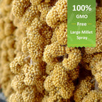 Close up view of natural sun dried millet clusters on stems