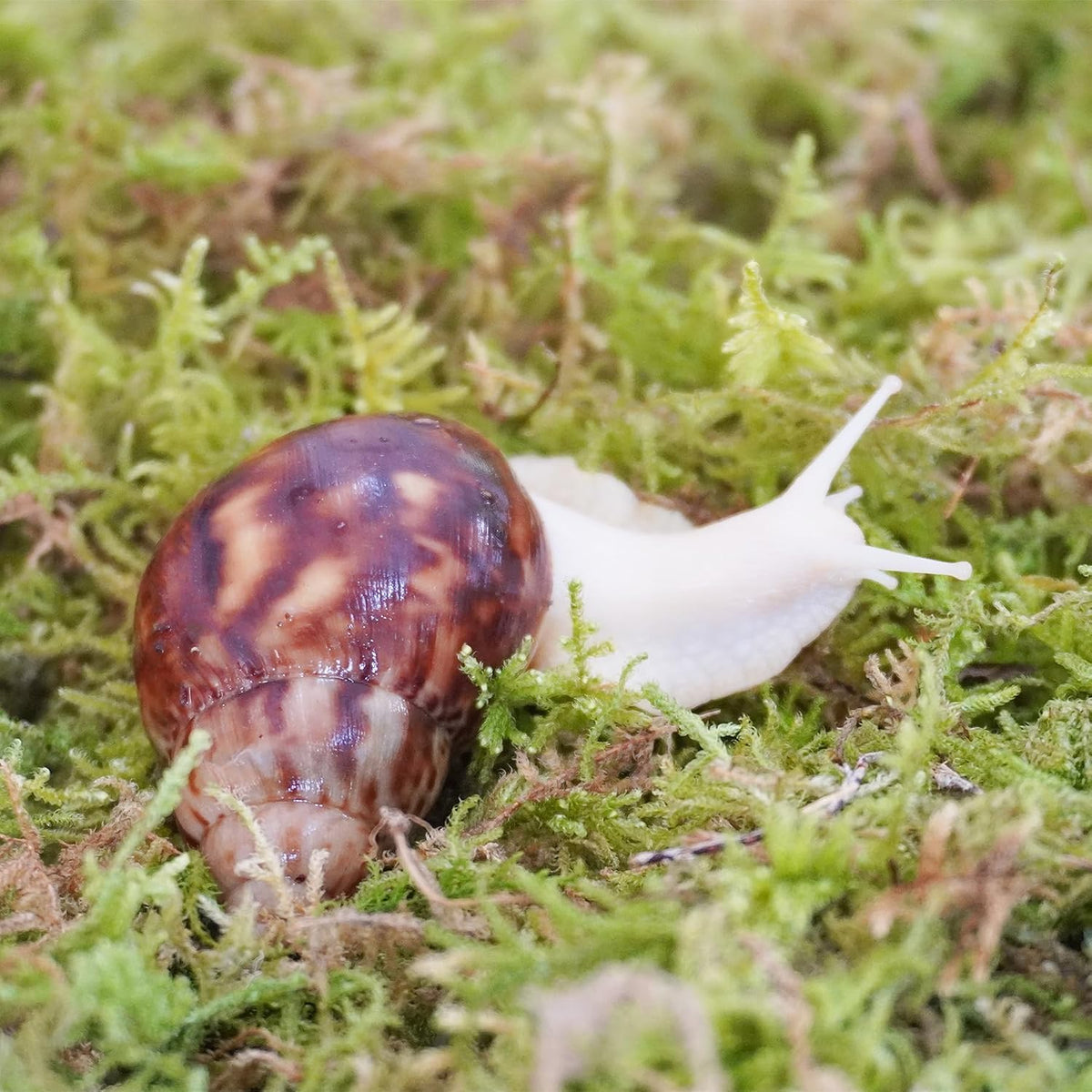 Hydrated Begeterday snail moss substrate expanding in water container