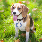 EDSG authentic imported custom engraved dog name tag in pink colorway