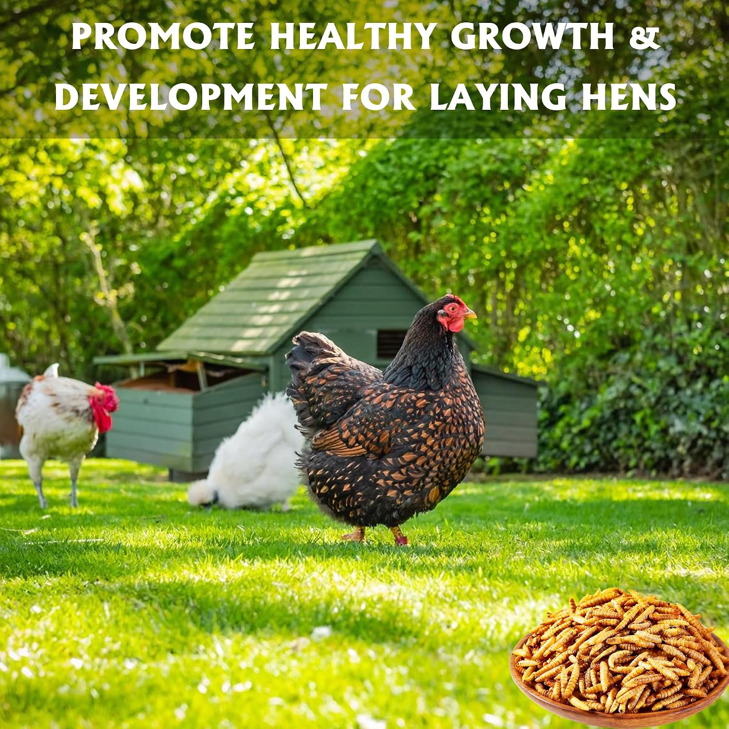 Adaman dried BSF larvae 10 pounds packaging rich in calcium supplement for laying hens