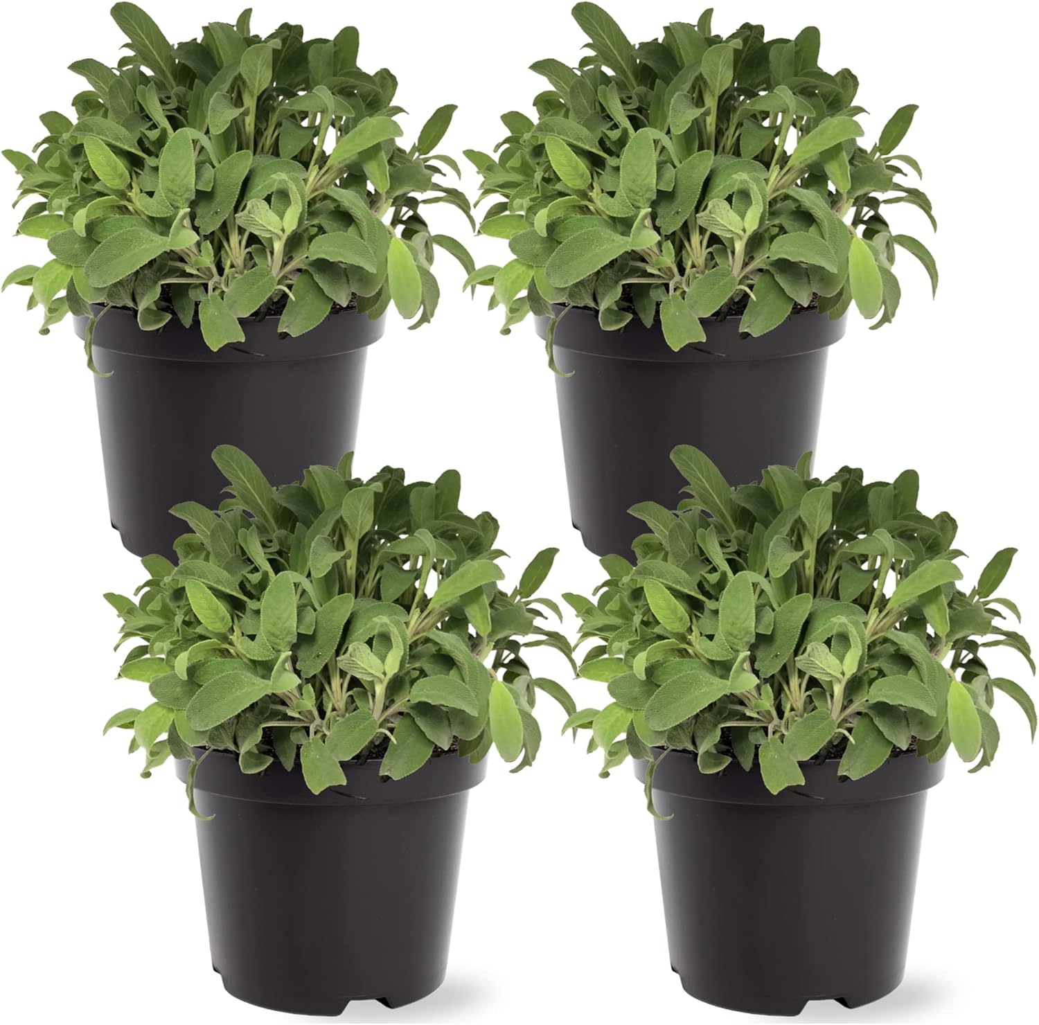 Live Herb - Catnip (Nepeta) (4 Per Pack), Aromatic and Cat Enrichment, Helps Reduce Cat Stress and Anxiety, 8" Tall by 4" Wide in 1 Pint Pot - Image 9