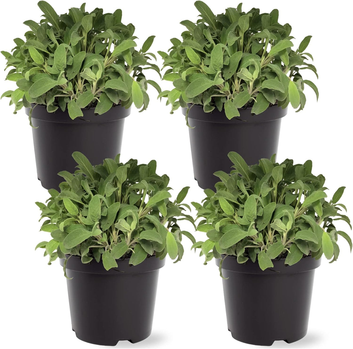 Live Herb - Catnip (Nepeta) (4 Per Pack), Aromatic and Cat Enrichment, Helps Reduce Cat Stress and Anxiety, 8" Tall by 4" Wide in 1 Pint Pot - Image 9
