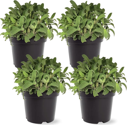 Live Herb - Catnip (Nepeta) (4 Per Pack), Aromatic and Cat Enrichment, Helps Reduce Cat Stress and Anxiety, 8" Tall by 4" Wide in 1 Pint Pot - Image 9