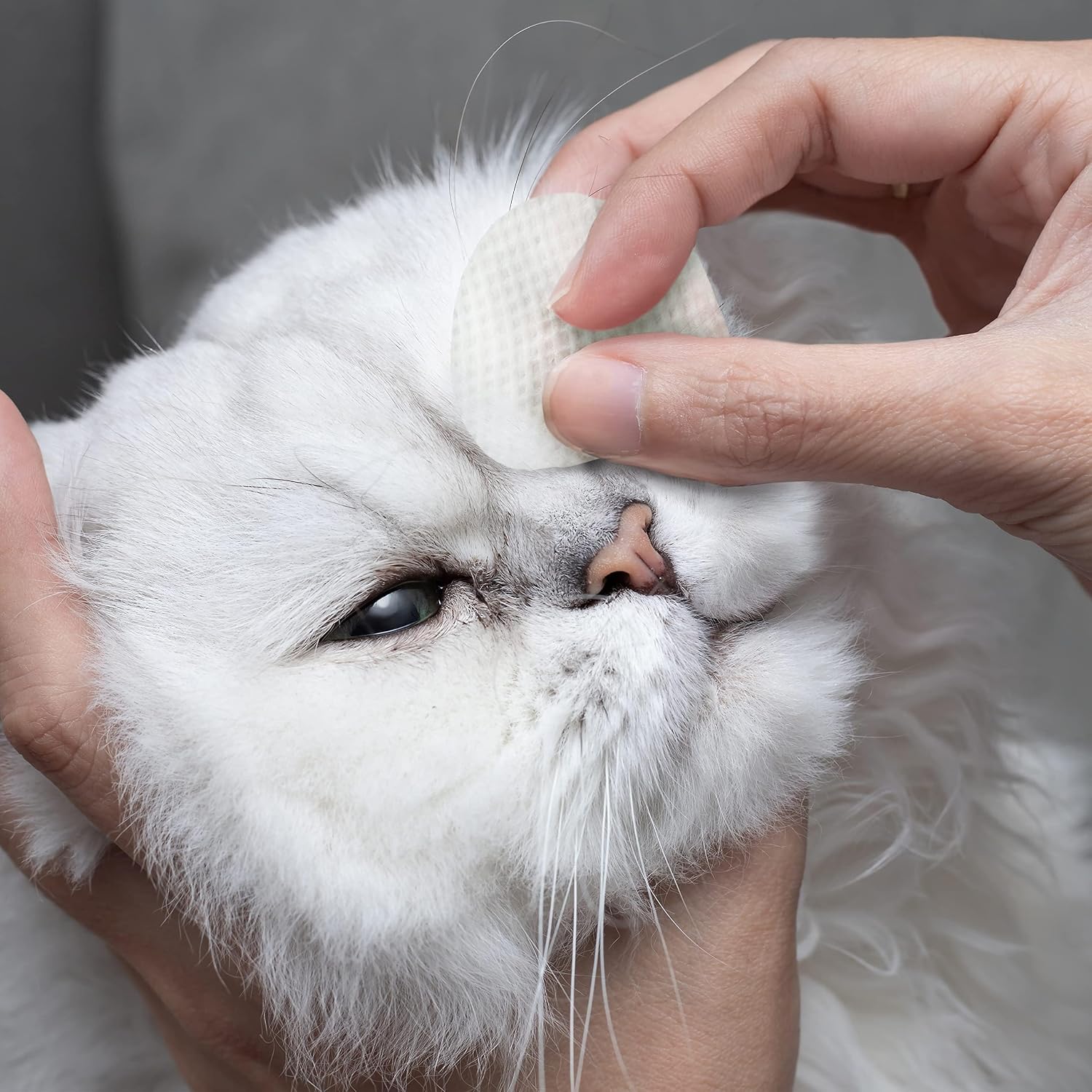 Eye Envy cat tear stain solution pads for professional breeders