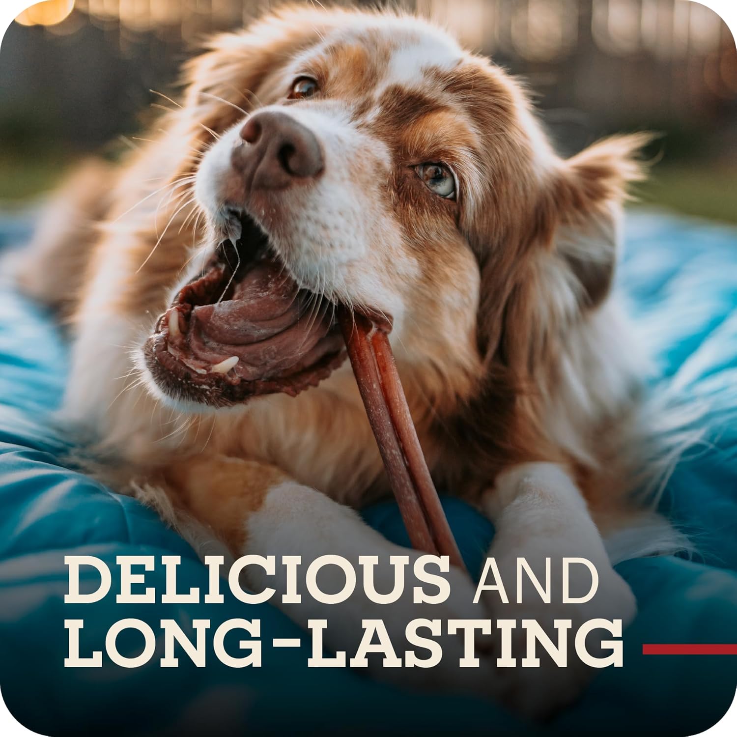 Redbarn all natural digestible dog dental sticks imported from United States