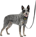 PetSafe Easy Walk Comfort No-Pull Dog Harness Full-Body Padding - Better Walks on the First Use - 5 Points of Adjustment Medium, Blue - Image 15