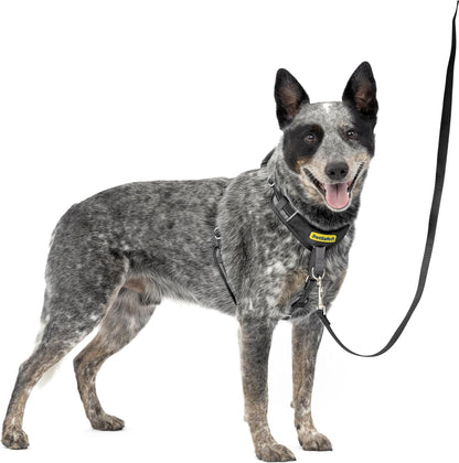 PetSafe Easy Walk Comfort No-Pull Dog Harness Full-Body Padding - Better Walks on the First Use - 5 Points of Adjustment Medium, Blue - Image 15