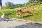 Mycicy reflective safety leash package contents displaying the durable double stitched construction.