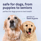 Close up of Petpost dog dental foam label
