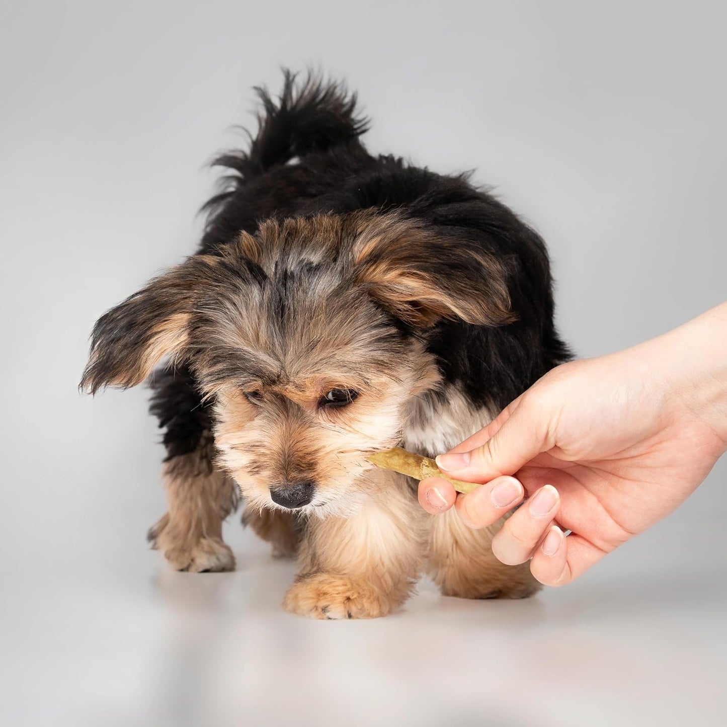 Fieldcrest Farms Nothin' to Hide Twist Stix, Bacon Flavor, Easily Digestible, Supports Skin, Coat, Joints & Muscles, for Moderate Chewers Under 15lbs, 10 Pieces - Image 9