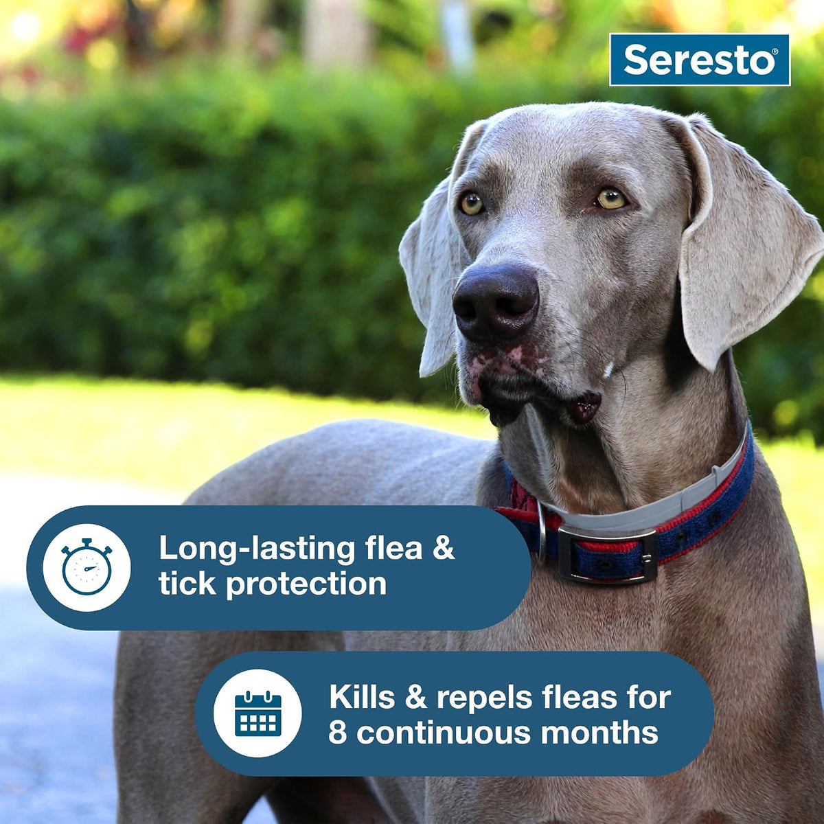Water resistant Seresto collar for dogs in original box