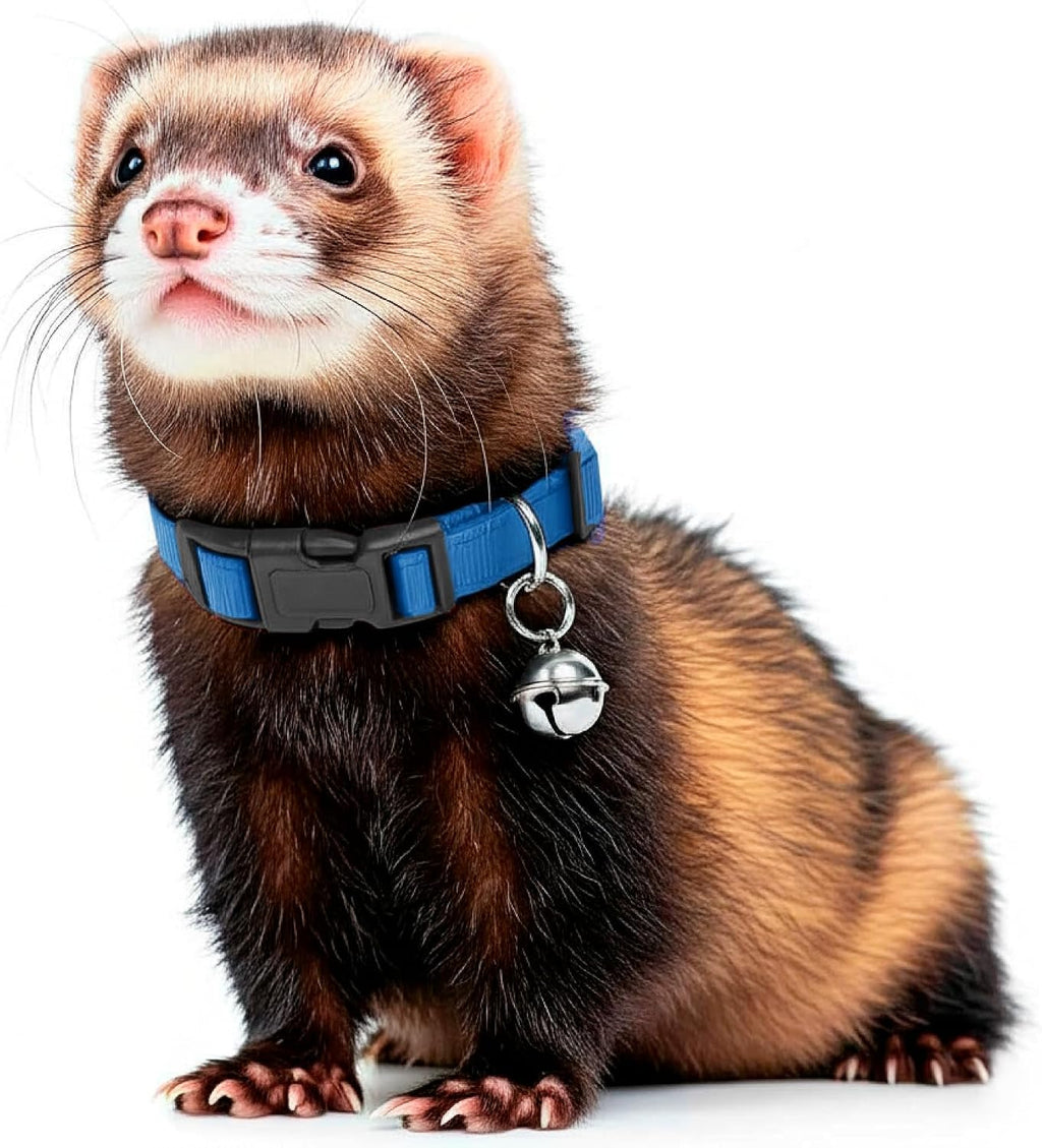 View of the quick-snap plastic buckle on the adjustable ferret neck strap.