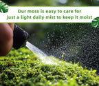 Natural forest floor moss for indoor plant setups