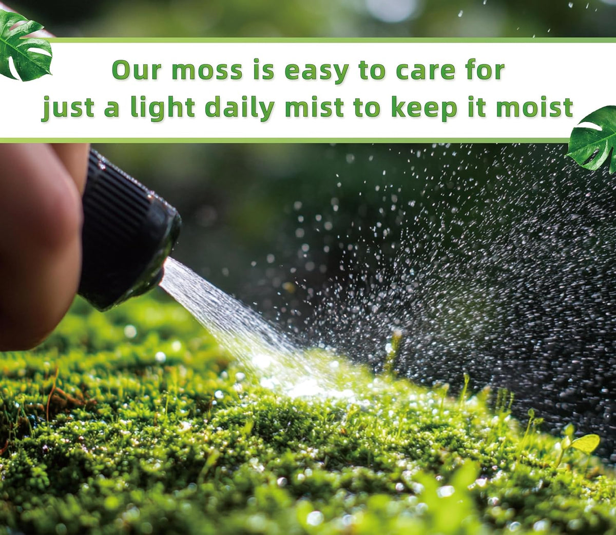 Natural forest floor moss for indoor plant setups