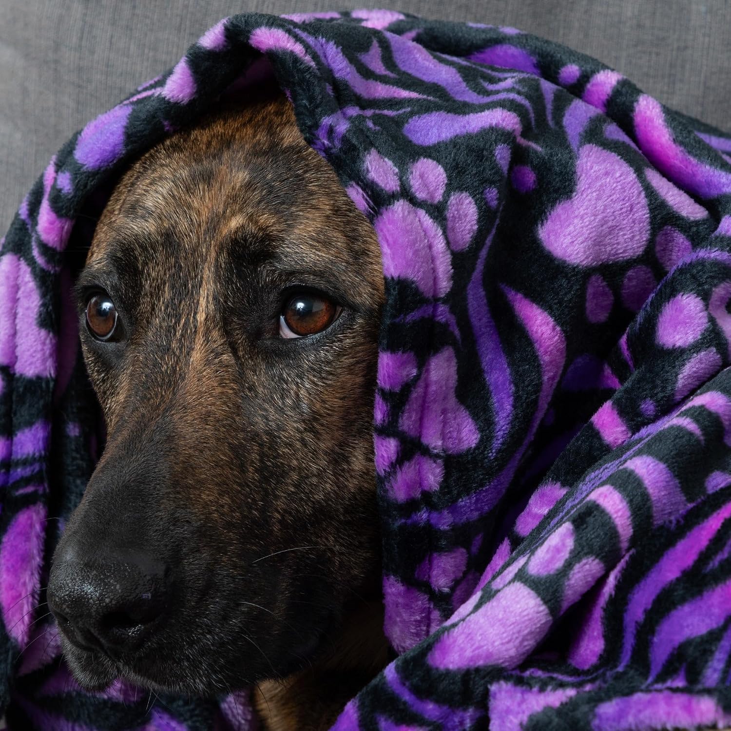 Ultra soft fleece dog and cat blanket spread on a living room sofa.