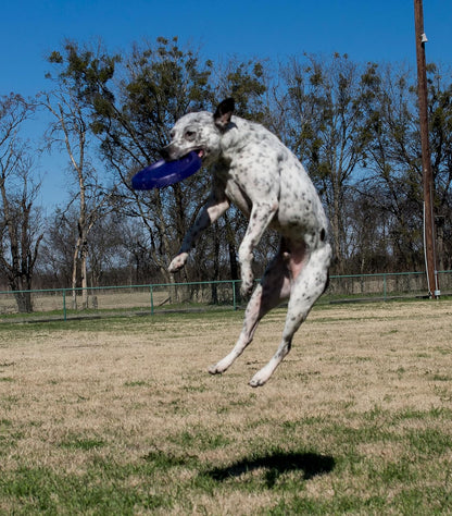 Comparison of Starmark flying disc durability