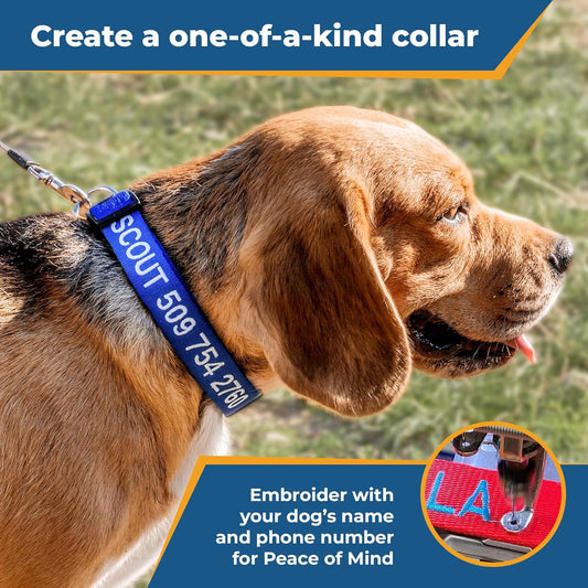 GoTags dog collar with metal D-ring and adjustable buckle