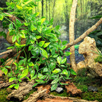 Bearded dragon inside enclosure with Hercocci hanging plants