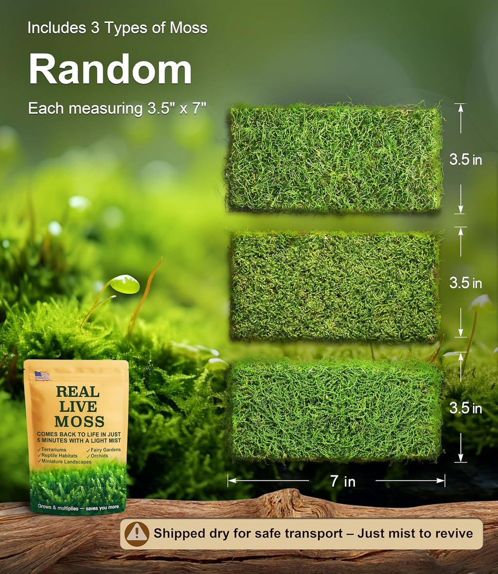 Luckyrunes live moss sheets laid out flat