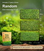 Luckyrunes live moss sheets laid out flat