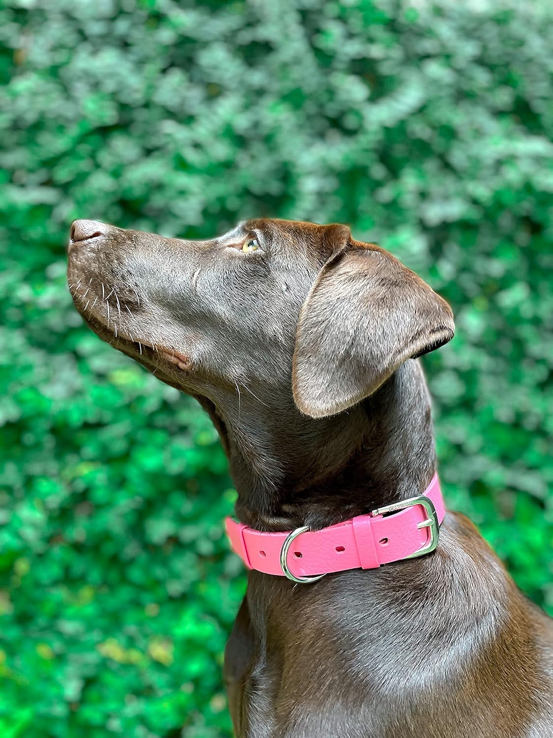 Tuff Pupper dog collar packaging and product details