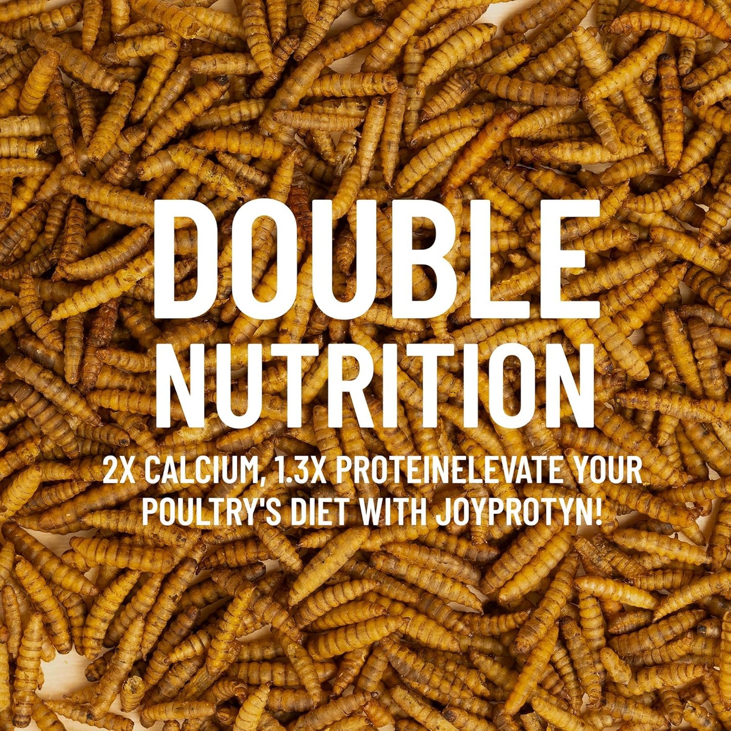 Healthy laying hen eating high protein black soldier fly grubs