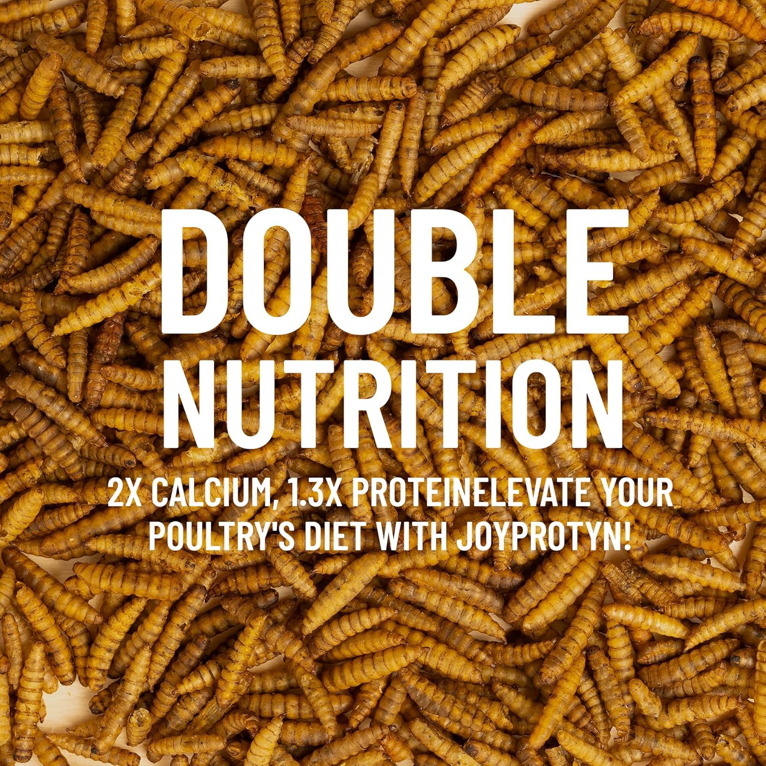 Healthy laying hen eating high protein black soldier fly grubs