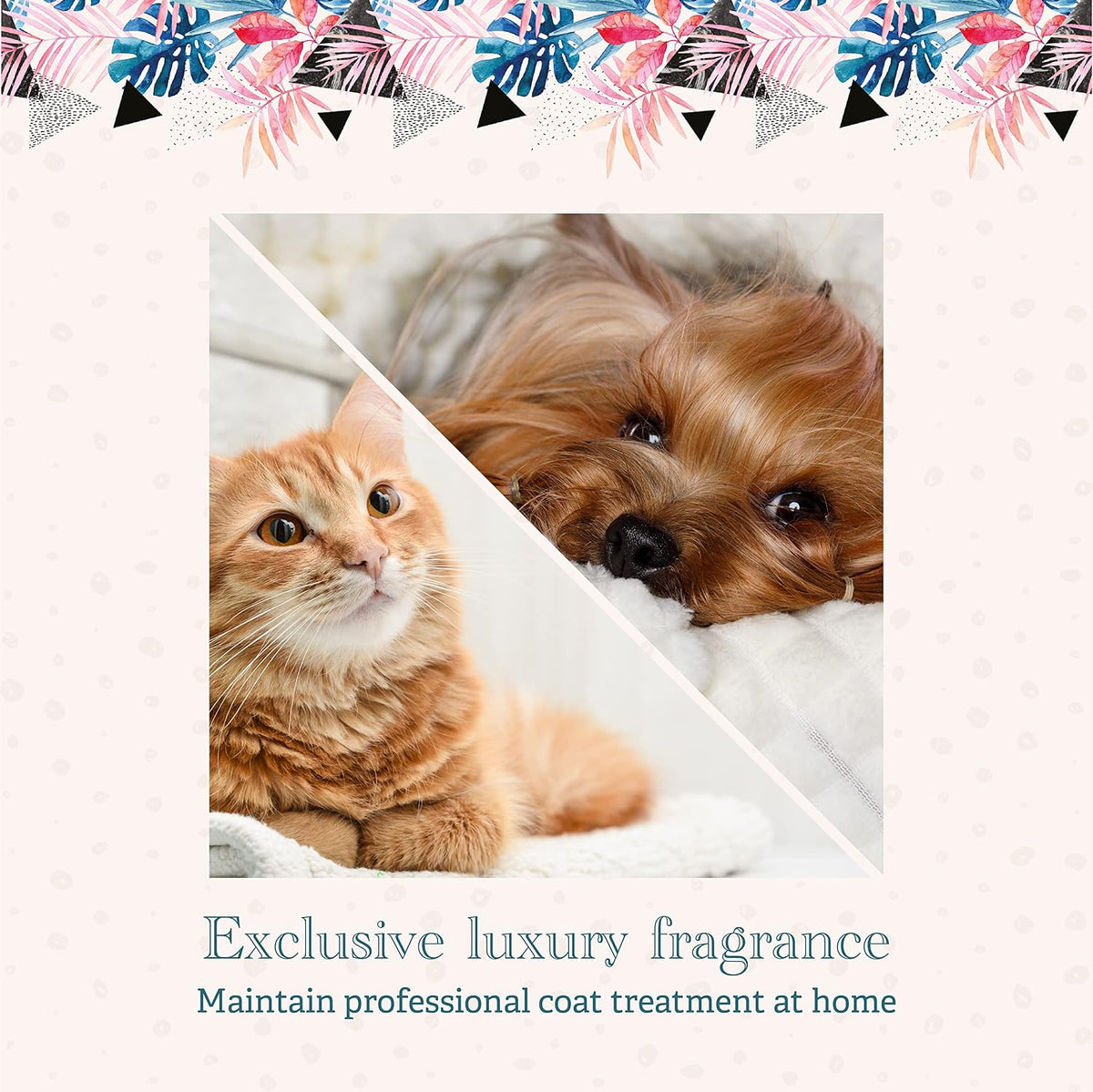 Luxury pet cologne application for neutralizing wet dog odor between regular baths.