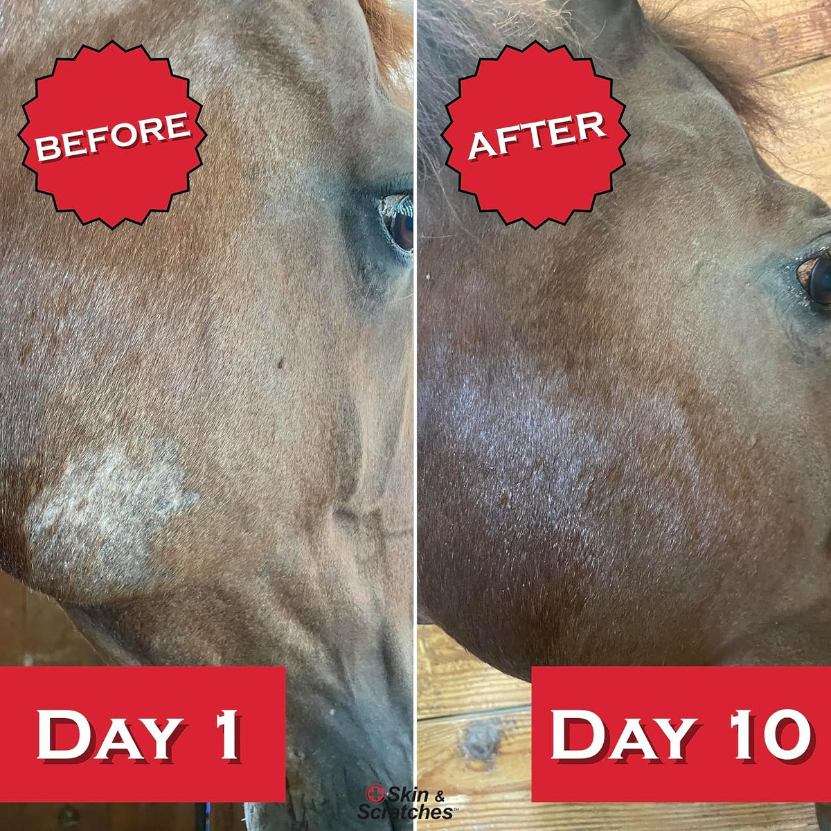 Close up of Show Out 4 fluid ounce bottle for horse care