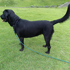 Comfortable foam padded handle for dog leash