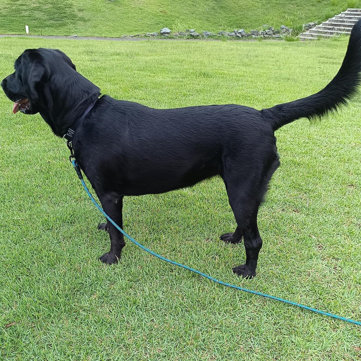 Comfortable foam padded handle for dog leash