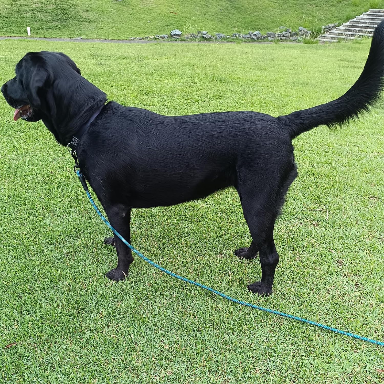 Comfortable foam padded handle for dog leash