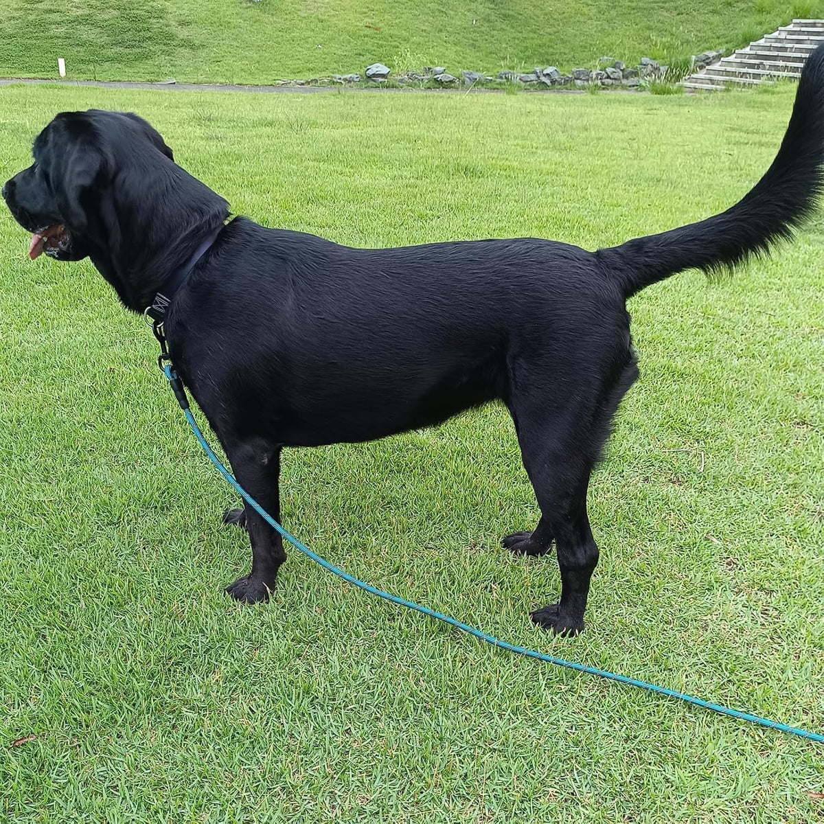 Comfortable foam padded handle for dog leash