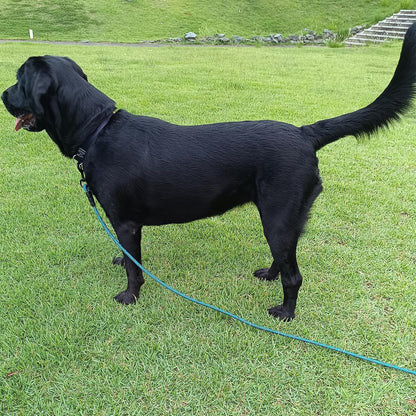 Comfortable foam padded handle for dog leash