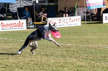 Dog playing fetch with pink Hyperflite K-10 Jawz disc