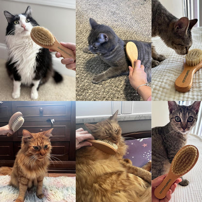 GranNaturals Boar Bristle Soft Cat Brush for Indoor, Outdoor, Short Haired Cats, Kittens, Small Dog, Rabbit, Furry Pets - Gentle Grooming on Sensitive Hair Coat & Tail with Durable Wooden Handle - Image 9