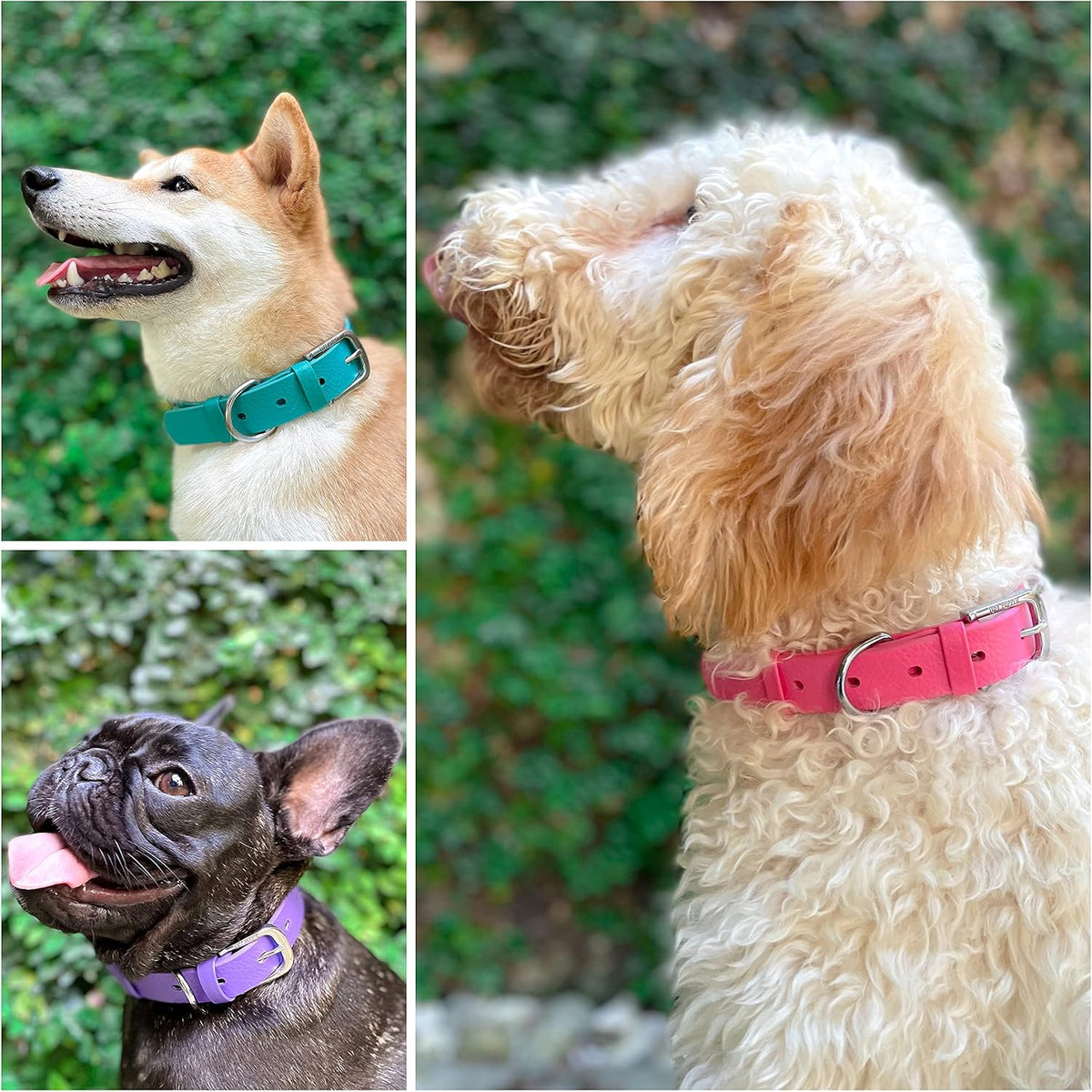 Close up of rust proof brass buckle on Tuff Pupper dog collar