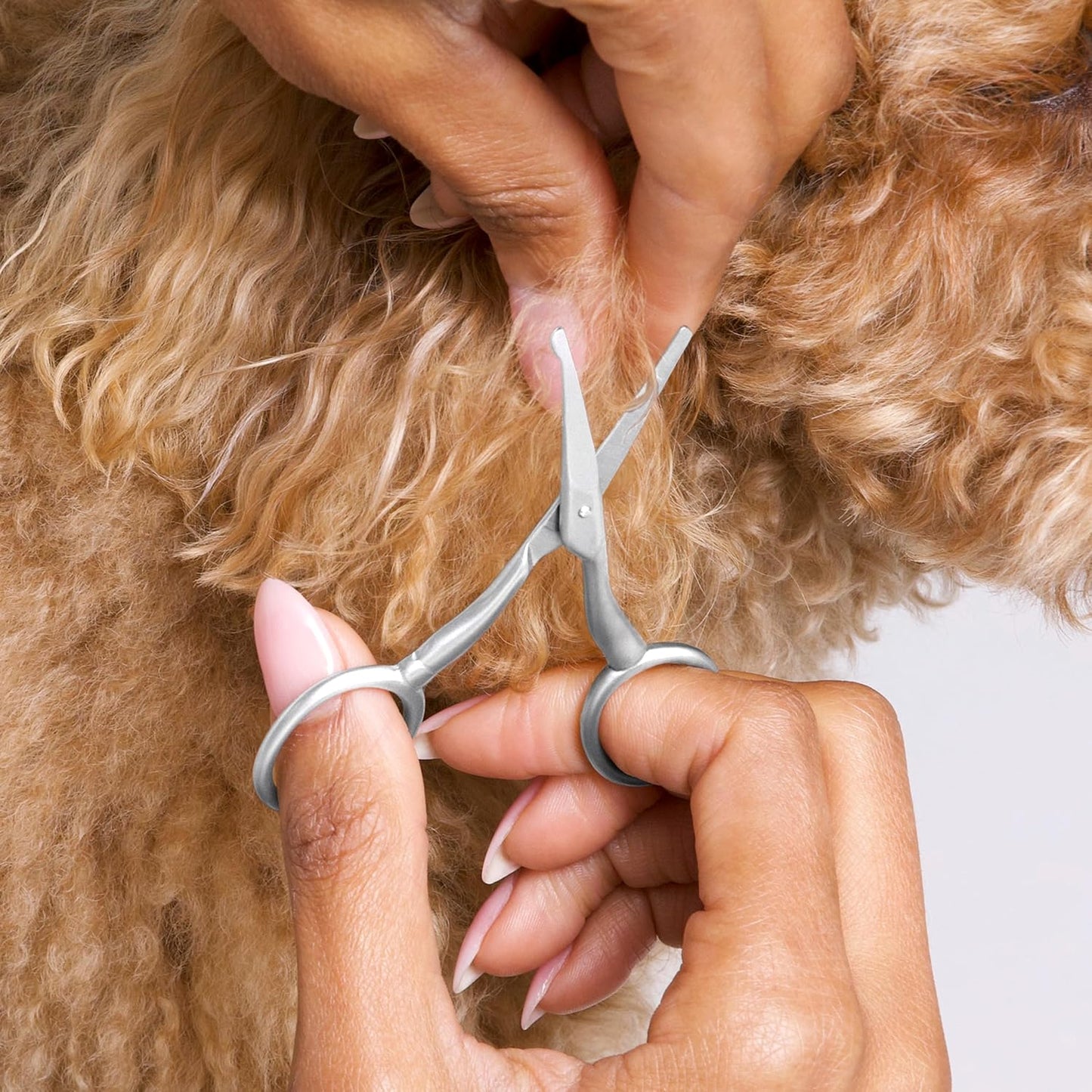 Premium stainless steel curved pet shears on a clean backdrop.