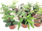 Optiflora indoor decor terrarium plants set