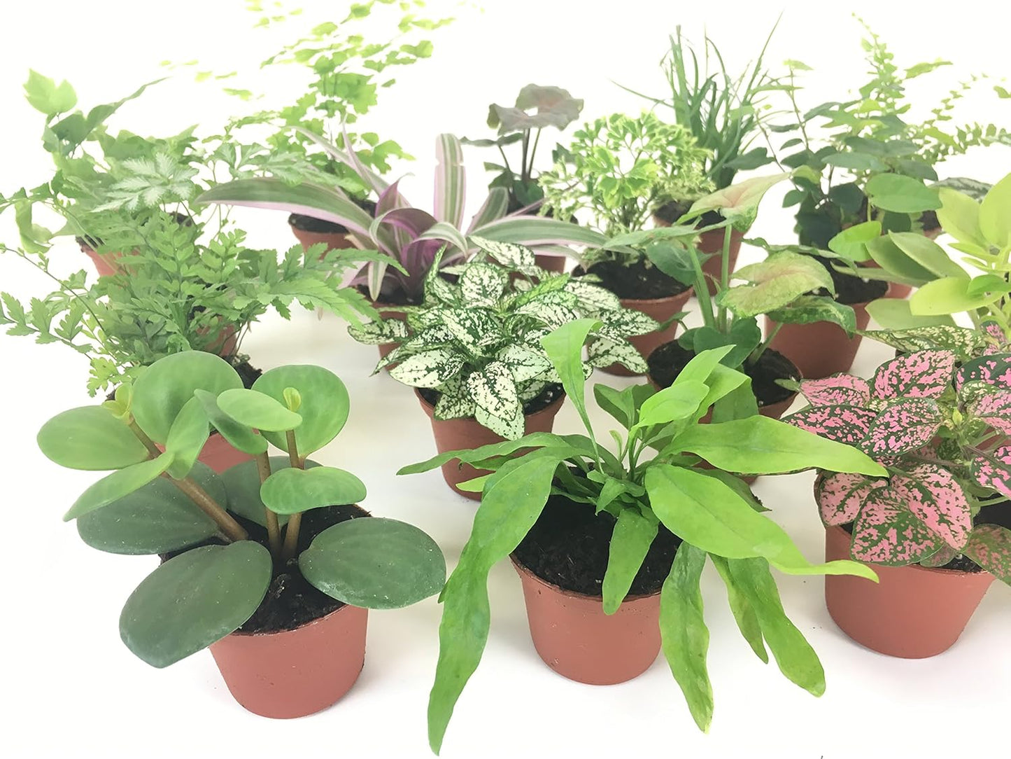Optiflora terrarium plant collection arranged for home gardening