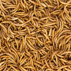 Close up of high protein dried mealworm pet supplement texture
