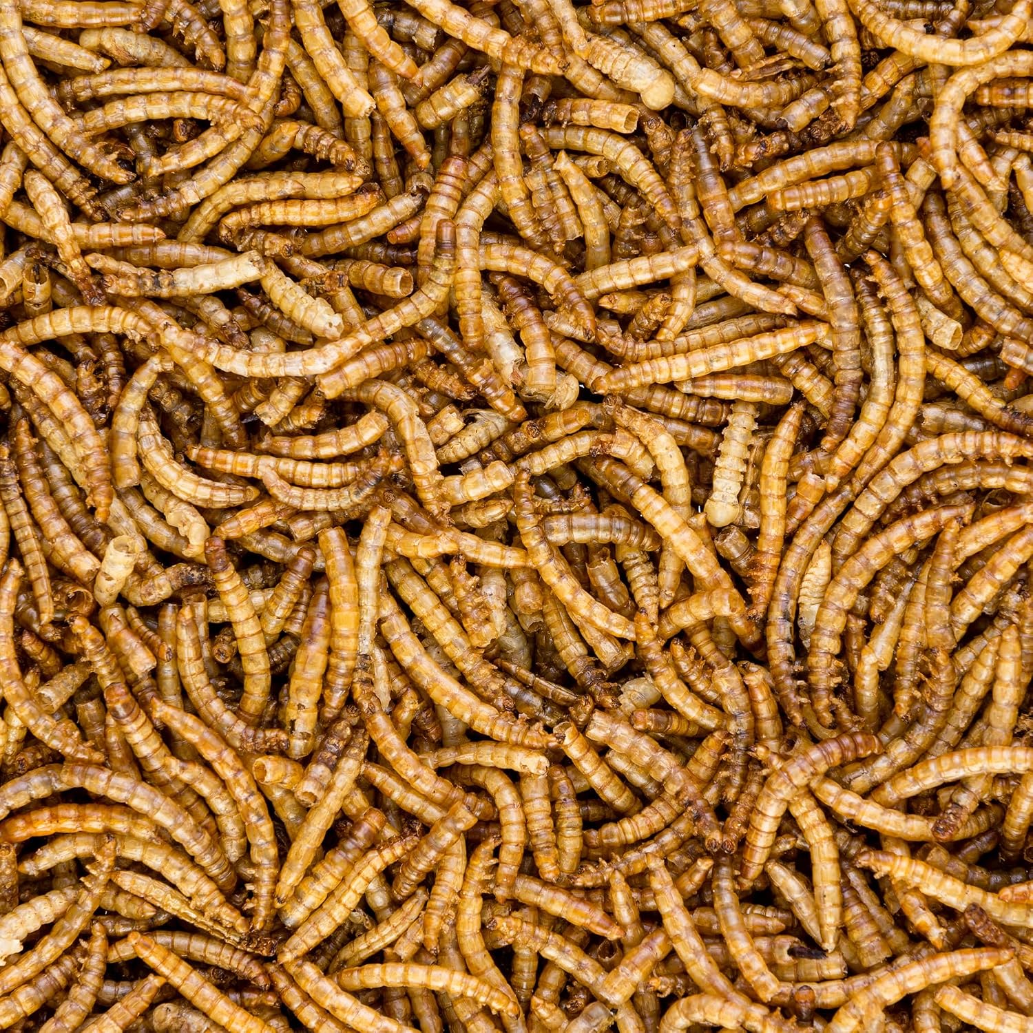 Close up of Worm Nerd high protein dried mealworm texture