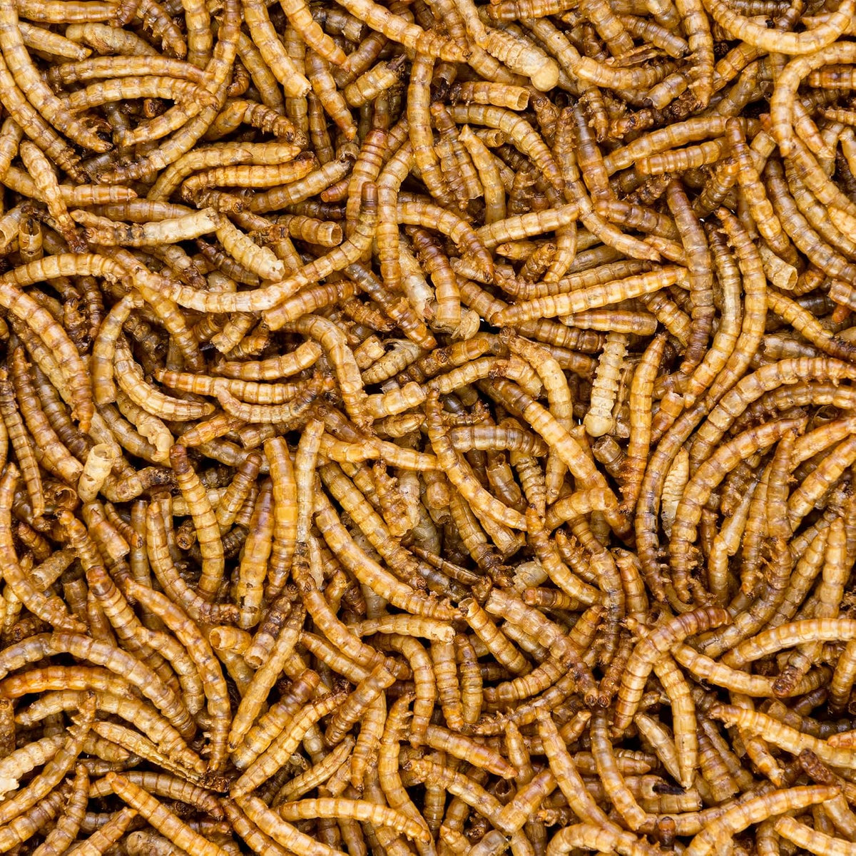 Close up of high protein dried mealworm pet supplement texture