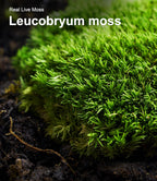 Luckyrunes live moss mixed variety display pieces