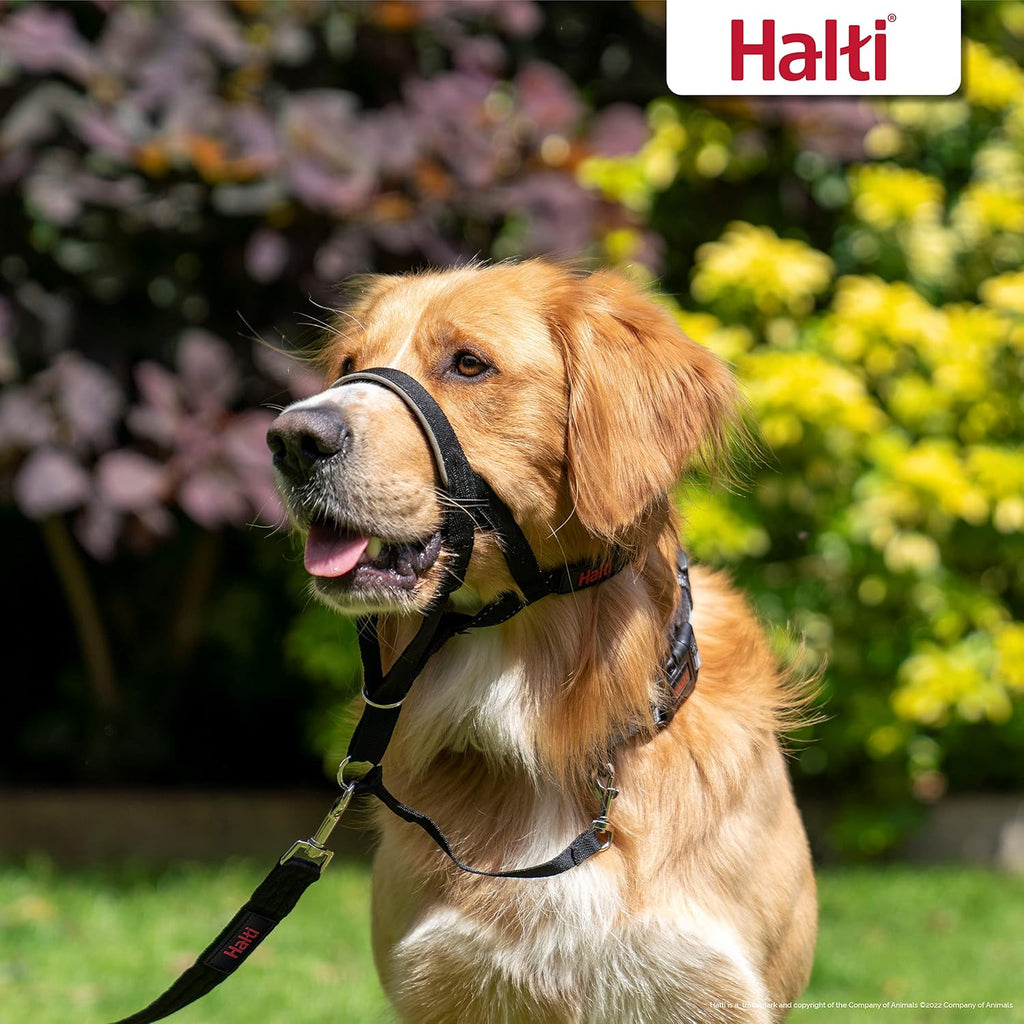 Side profile of dog wearing Halti headcollar size 4