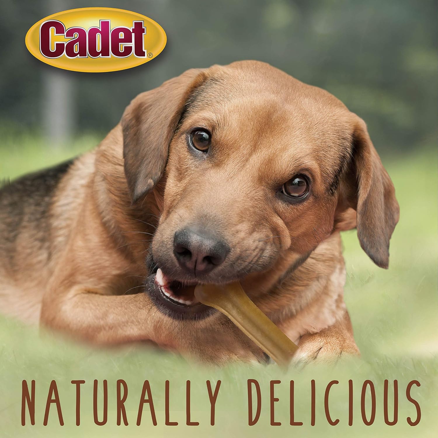 Cadet single ingredient natural rawhide chew bones for aggressive chewers