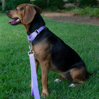 Heavy duty nylon slip prevention dog collar without buckle in purple color
