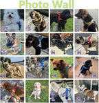 Annchwool premium large dog harness packaging view showing the complete set including patches.
